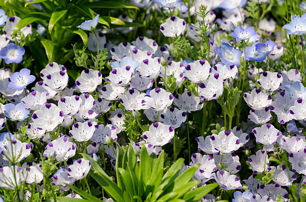 Nemophila Maculata Flower Seeds - Heirloom Non GMO High Germination Seeds