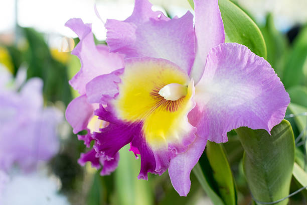 Yellow Purple Cattleya Orchid Flower Flower Seeds - Heirloom Non GMO High Germination Garden Seeds for Planting