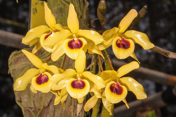 Yellow Monkey Face Orchid Flower – Easy Grow Blossoms Seeds - Heirloom, Non GMO, High Germination Seeds