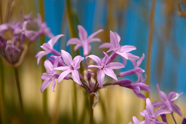 Pink Agapanthus Flower Seeds