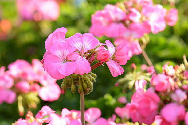 Pink Geranium Flower Seeds