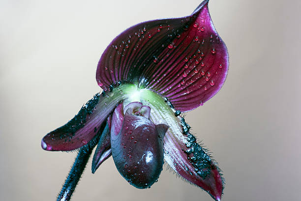 Cypripedium Orchid Flower Seeds - Heirloom Non GMO High Germination Premium Garden Seeds for Planting