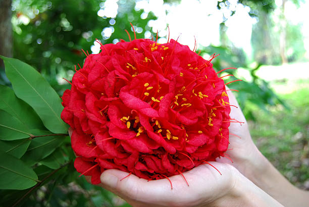 Red Dombeya Flower Seeds