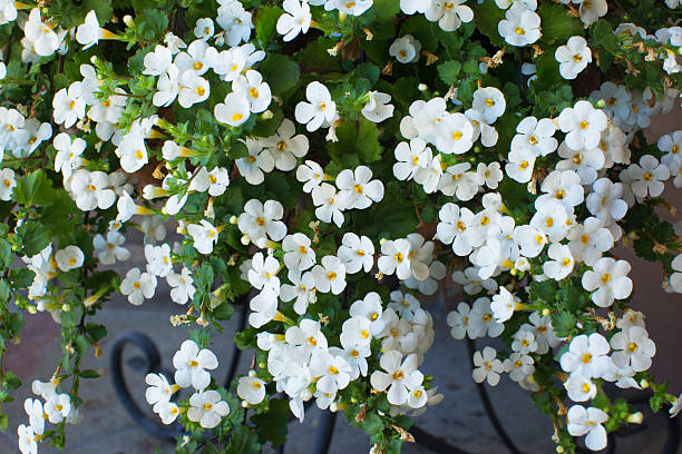 White Bacopa Flower Seeds – Rare Blooming Plants - Heirloom Non GMO High Germination Garden Seeds for Planting