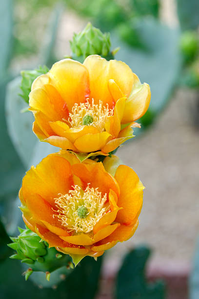 Red Cactus Flower Seeds for Planting - Heirloom Non GMO Premium Garden Seeds for Planting