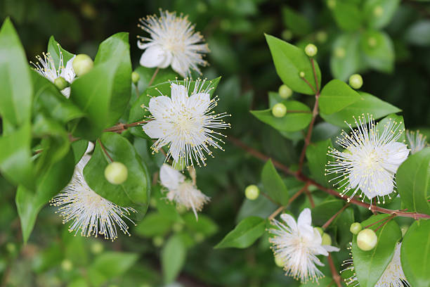 Myrtle Flower Seeds – Easy Grow Blossoms for Pots and Backyard Spaces