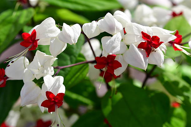 Bletilla Flower Seeds - Heirloom Non GMO Premium Garden Seeds for Planting