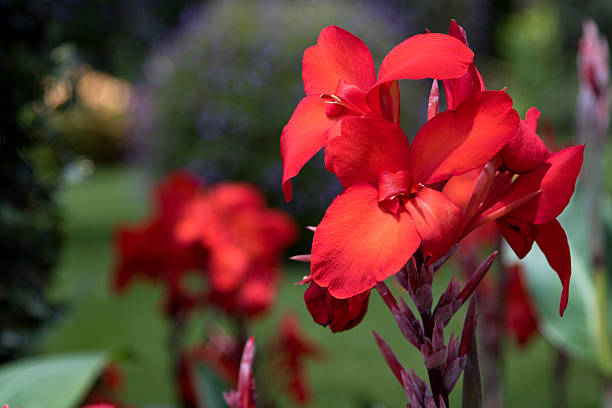 Red Canna Flower Seeds - Heirloom Non GMO High Germination Organic Garden Seeds for Planting