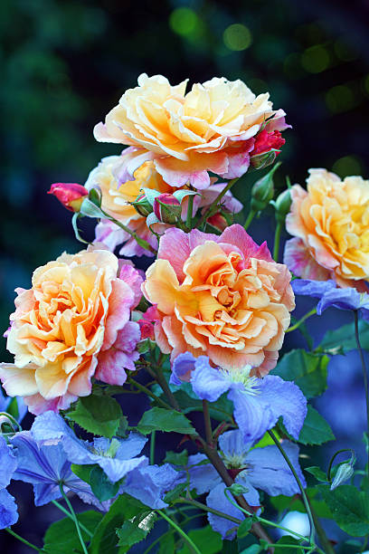 Pink Yellow Rose Flower Flower Seeds - Heirloom Non GMO High Germination Garden Seeds for Planting