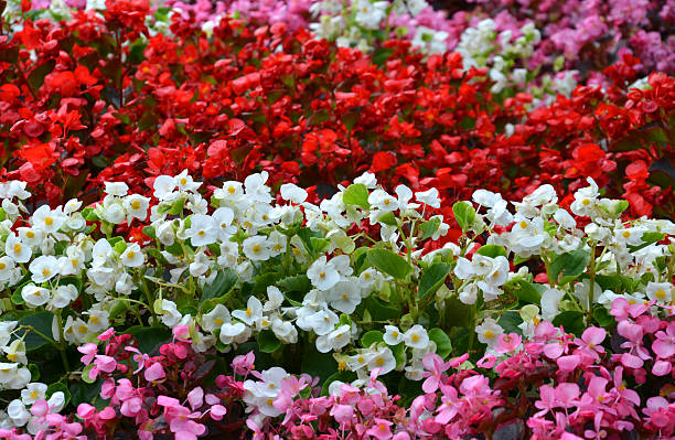 Begonia Flowers Seeds