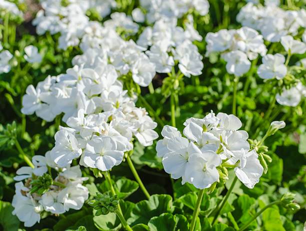 White Geranium Flower Seeds – Exotic Flowering Plants for Vibrant Backyard Beauty - Heirloom Non GMO High Germination