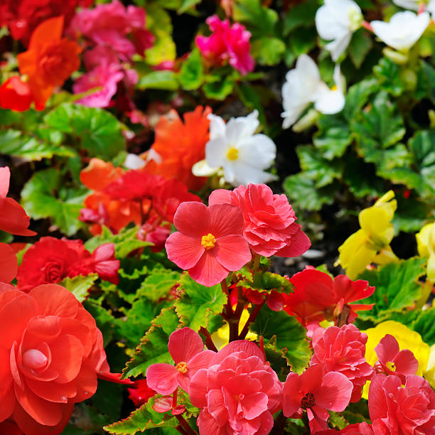 Red Begonia Flower Seeds – Exotic Flowering Plants for Vibrant Garden Beauty, Heirloom, Non-GMO, High Germination