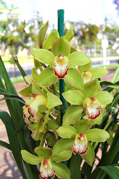 Green Cymbidium Orchid Flower Seeds – Heirloom, Non GMO, High Germination Seeds