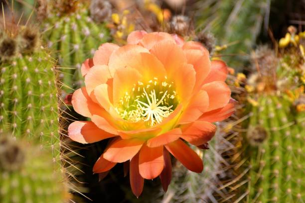 Orange Cactus Flower Seeds