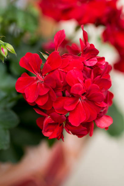 Red Geranium Flower Seeds