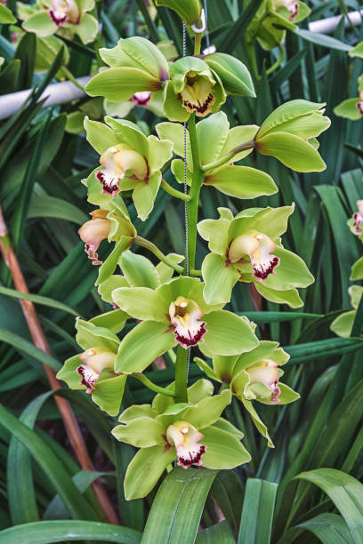 Green Cymbidium Orchid Flower Seeds