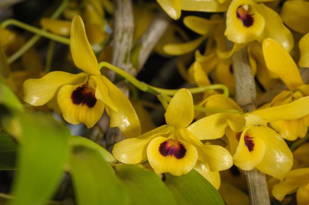 Yellow Monkey Face Orchid Plant Seeds for Planting Heirloom Non-GMO High Germination Organic Garden Seeds