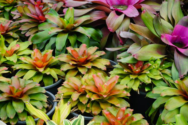 Mixed Bromeliad Flower Seeds 