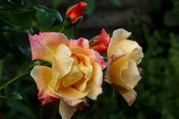 Pink Yellow Rose Flower Seeds