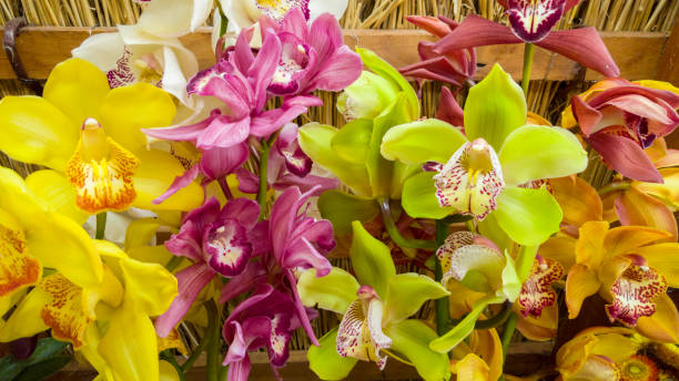 Cymbidium Flower Seeds