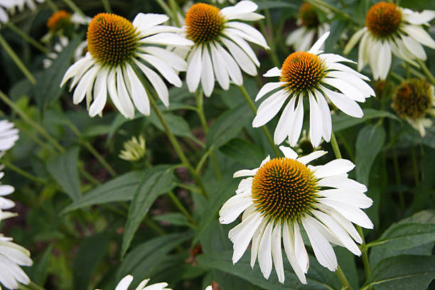 Echinacea Flower Seeds - Heirloom Non GMO High Germination Flower Seeds for Home Garden Planting