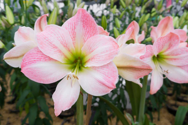White Pink Amaryllis Flower Seeds – Exotic Flowering Plants for Colorful Backyard Beauty - Heirloom Non GMO High Germina