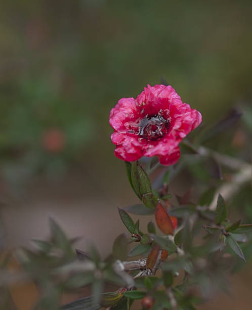 Dark Pink Leptospermum Scoparium Flower Seeds - Heirloom Non GMO High Germination Premium Garden Seeds for Planting