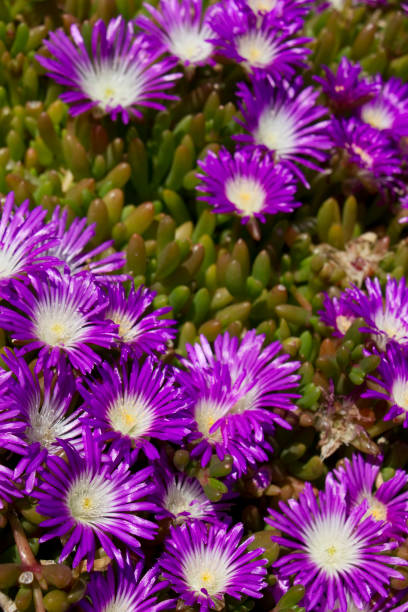 Delosperma Flower Seeds – Easy Grow Blossoms for Pots and Backyard Spaces