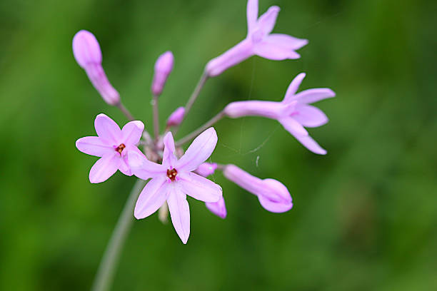 Pink Agapanthus Flower Seeds – - Heirloom Non GMO Premium Garden Seeds for Planting, High Germination Outdoor Plants