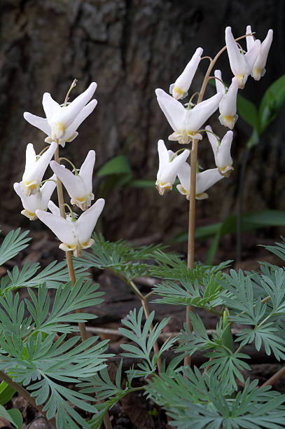 Cucullaria Flower Seeds