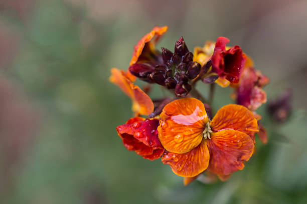 Orange Erysimum Cheiri Flower Seeds - Heirloom Non GMO High Germination Seeds
