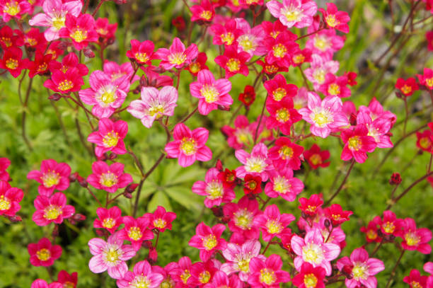 Saxifraga Flower Seeds