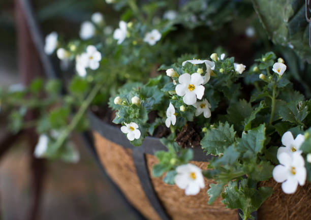 White Bacopa Flower Seeds