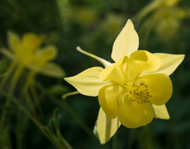 Yellow Columbine Flower Seeds - Heirloom Non GMO High Germination Premium Garden Seeds for Planting