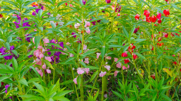 Balsam Flower Seeds Mixed Perennial - Heirloom Non GMO Premium Garden Seeds for Planting