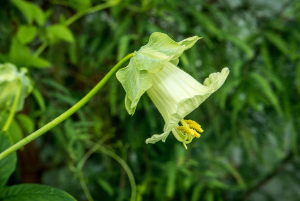 Green Codonopsis Pilosula Flower Seeds