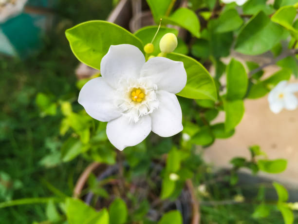 White Gardenia Thunbergia Flower Seeds