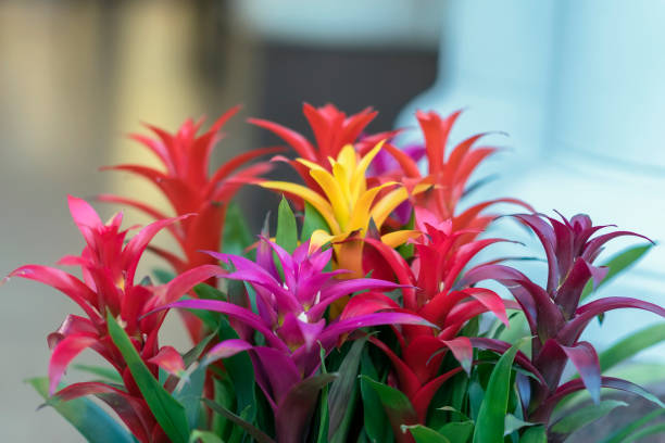 Mixed Bromeliad Flower Seeds - Heirloom Non GMO Flower Seeds, Premium High Germination Garden Planting Seeds