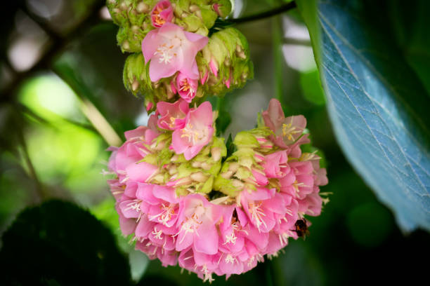 Light Pink Dombeya Flower Seeds – Heirloom, Non-GMO, High Germination Seeds - Heirloom Non GMO Premium Garden Seeds for