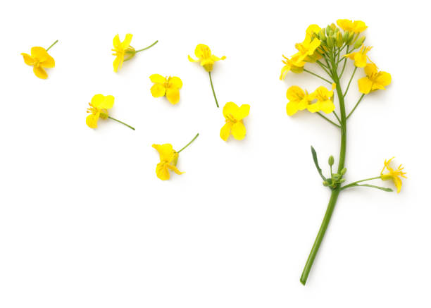 Canola Flower Seeds - Heirloom Non GMO High Germination Garden Planting Seeds
