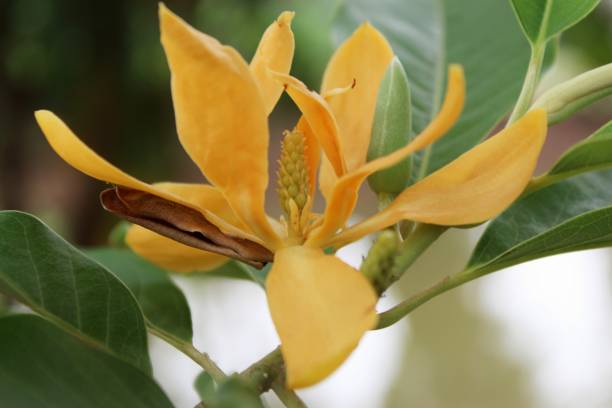 Michelia Alba Flower Seeds Heirloom, Non - Heirloom, Non GMO, High Germination, Organic Garden Seeds