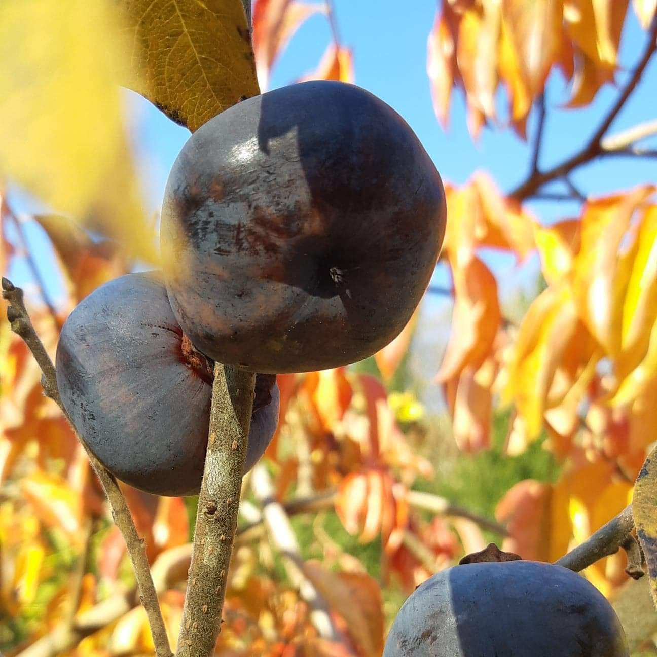 Japanese Black Persimmon Rare Tree Fruit Seeds