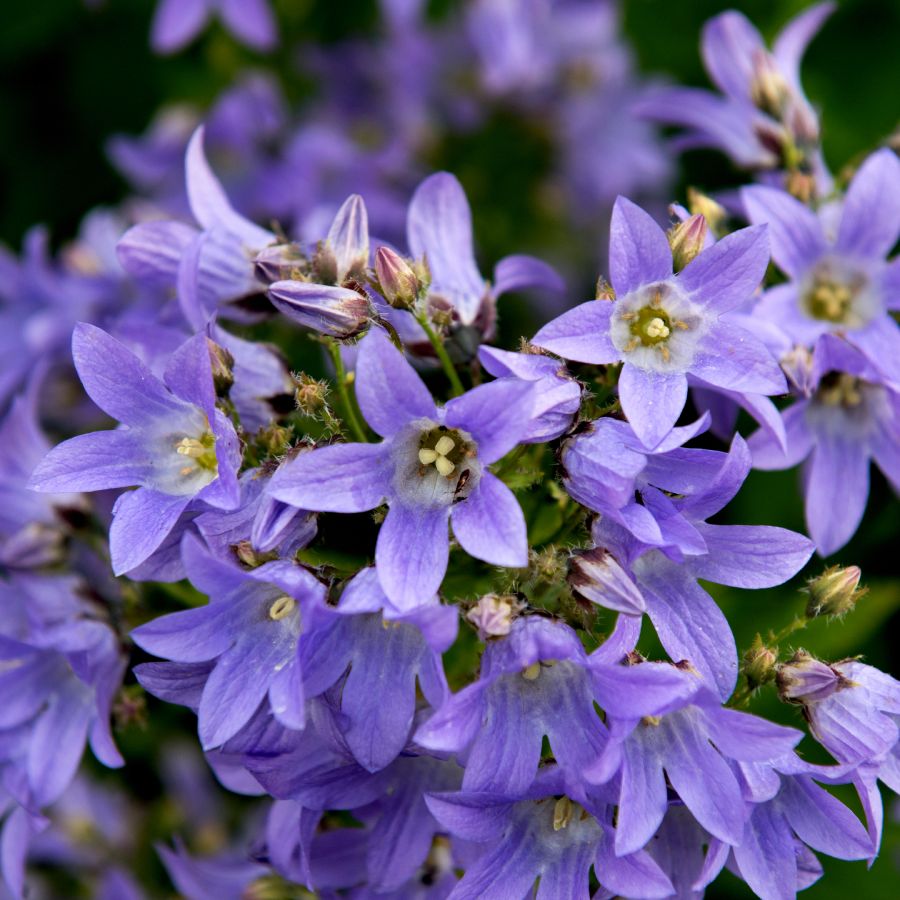 Campanula Flower Seeds