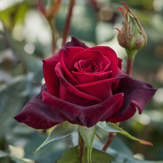 Dark Red Rose Flower Seeds - Heirloom Non GMO High Germination Premium Garden Seeds for Planting