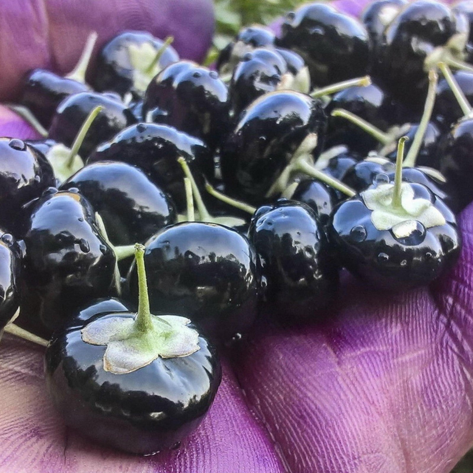 lycium ruthenicum russian boxthorn black gojiberry high organic Fruit Seeds organic garden seeds