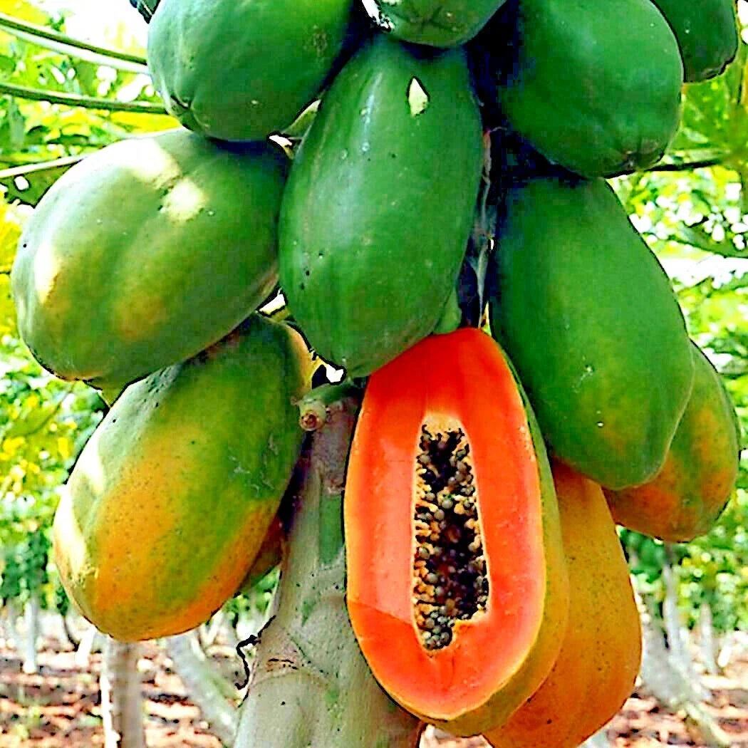 Caribbean Red Lady Carica Papaya