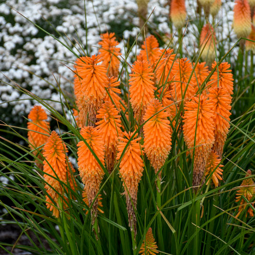 Orange Kniphia Flower Seeds