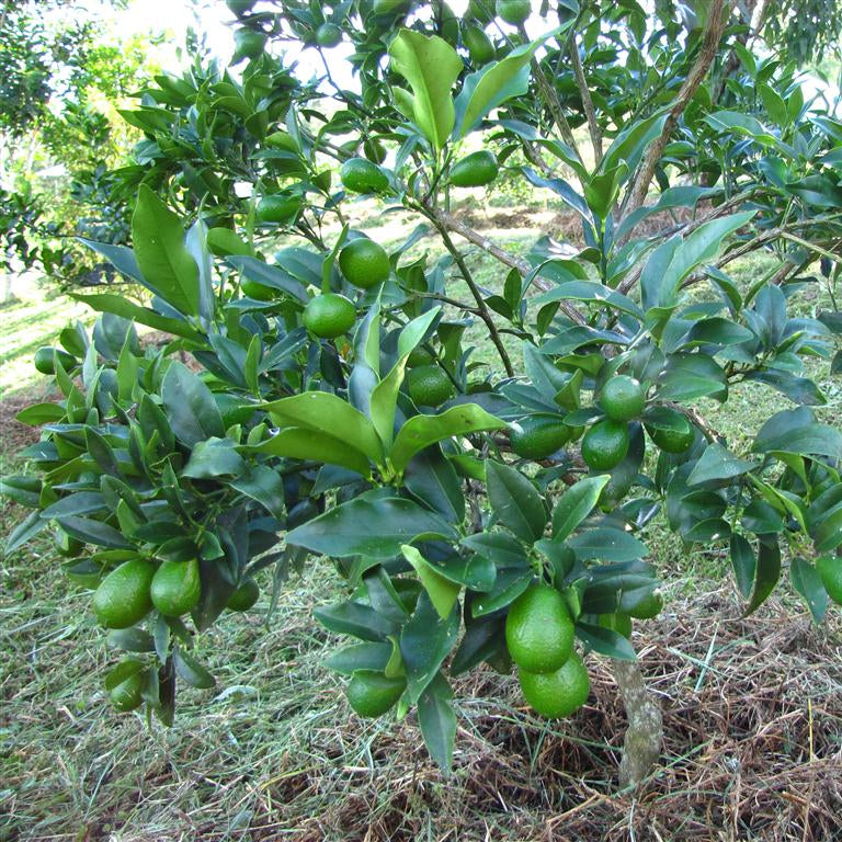 Kumquat Orange Green Variety Exotic Fruit Seeds