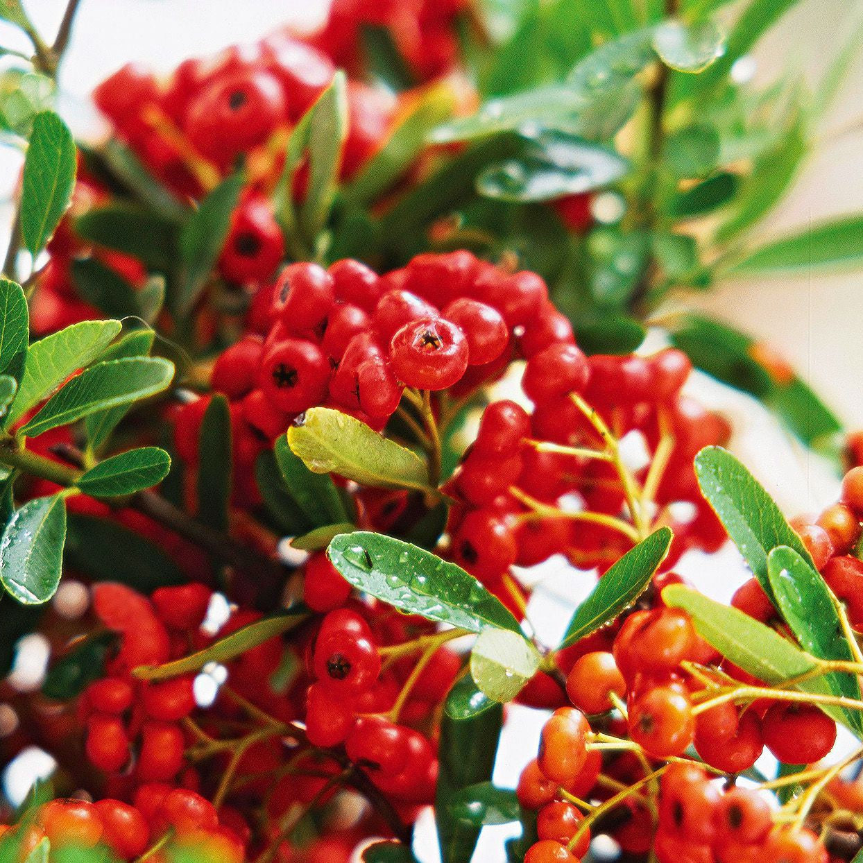 pyracantha fruit hardy shrubs for growing Fruit Seeds