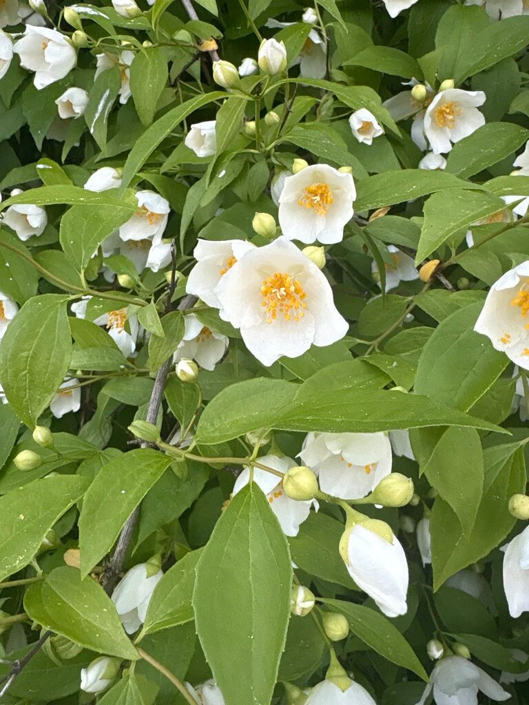 White Philadelphus Flower Seeds – Easy Grow Blossoms for Pots and Patio Gardens